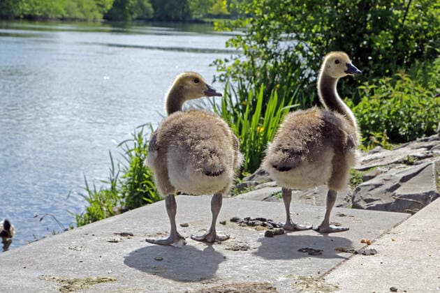 Canada geese in the landscape Canada geese with their offspring in the landscape next to the Ruhr Essen North Rhine Westphalia Germany Ruhr Valley
