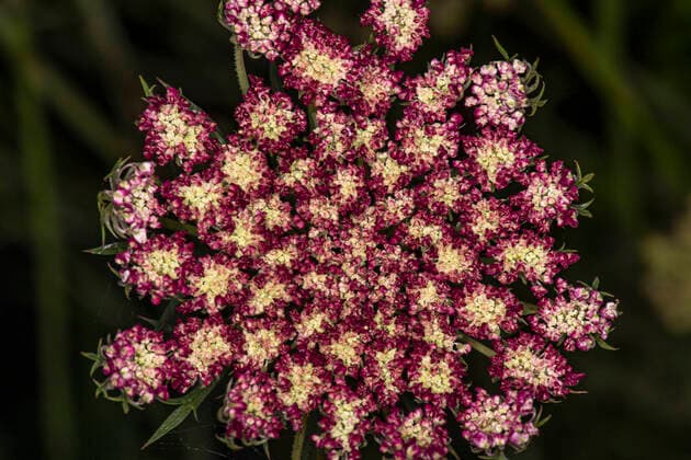 Wild carrot, bird s nest, bishop s lace, and Queen Anne s lace (Daucus corota) Vidbo SWEDEN x2754x *** Wild carrot, bird s nest, bishop s lace, and Queen Anne s lace Daucus corota Vidbo SWEDEN x2754x,  Copyright: xOlaxJennersten TTx FLOWER
