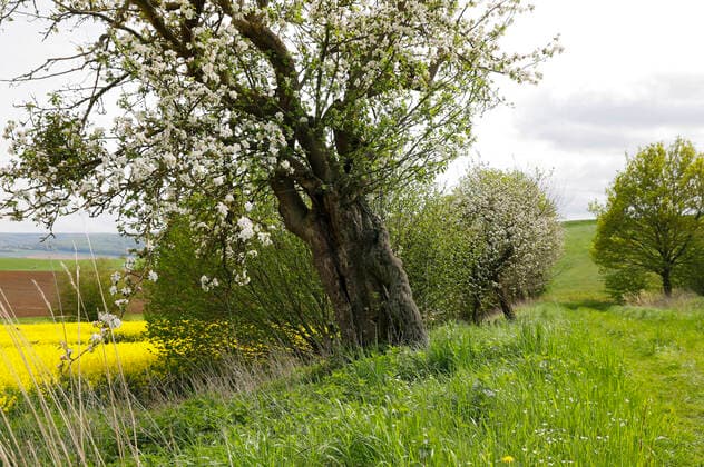 Nature Art Apple Tree Photoshooting and Bodypainting with Model Darky at a Rape Field Dehmke, 30 05 2021 Bodypainting Artist Jörg Düsterwald Foto:xT.xSkupinx xFuturexImage