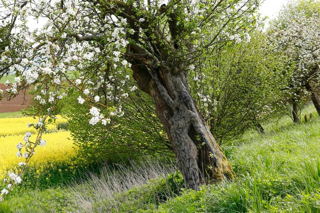 Nature Art Apple Tree Photoshooting and Bodypainting with Model Darky at a Rape Field Dehmke, 30 05 2021 Bodypainting Artist Jörg Düsterwald Foto:xT.xSkupinx xFuturexImage
