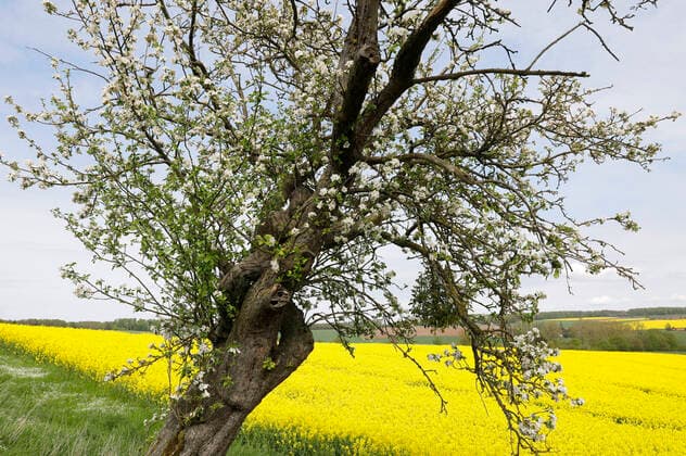 Nature Art Apple Tree Photoshooting and Bodypainting with Model Darky at a Rape Field Dehmke, 30 05 2021 Bodypainting Artist Jörg Düsterwald Foto:xT.xSkupinx xFuturexImage