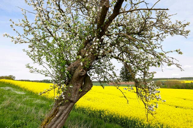 Nature Art Apple Tree Photoshooting and Bodypainting with Model Darky at a Rape Field Dehmke, 30 05 2021 Bodypainting Artist Jörg Düsterwald Foto:xT.xSkupinx xFuturexImage