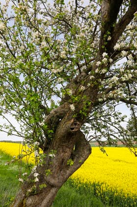 Nature Art Apple Tree Photoshooting and Bodypainting with Model Darky at a Rape Field Dehmke, 30 05 2021 Bodypainting Artist Jörg Düsterwald Foto:xT.xSkupinx xFuturexImage