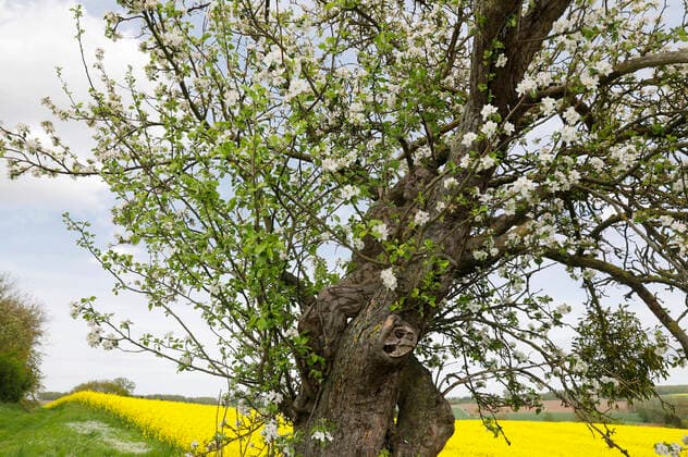 Nature Art Apple Tree Photoshooting and Bodypainting with Model Darky at a Rape Field Dehmke, 30 05 2021 Bodypainting Artist Jörg Düsterwald Foto:xT.xSkupinx xFuturexImage