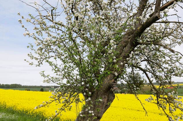 Nature Art Apple Tree Photoshooting and Bodypainting with Model Darky at a Rape Field Dehmke, 30 05 2021 Bodypainting Artist Jörg Düsterwald Foto:xT.xSkupinx xFuturexImage