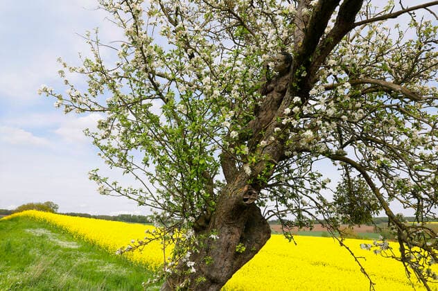 Nature Art Apple Tree Photoshooting and Bodypainting with Model Darky at a Rape Field Dehmke, 30 05 2021 Bodypainting Artist Jörg Düsterwald Foto:xT.xSkupinx xFuturexImage