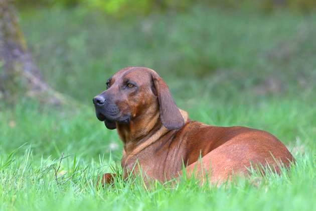  Hannoverscher Schweißhund (Canis lupus familiaris), Jagdhund, Schweißhund, Siegerland, Nordrhein-Westfalen, Deutschland, Europa *** Hannoverscher Schweißhund Canis lupus familiaris , Hunting Dog, Welding Dog, Siegerland, North Rhine-Westphalia, Germany, Europe Copyright: imageBROKER/FriedhelmxAdam ibxada06756354.jpg