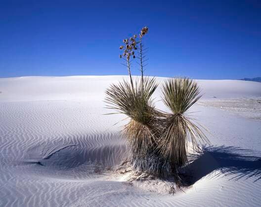 Yucca palm Yucca elata in the gypsum desert White Sands, New Mexico, USA, North America Copyright: imageBROKER/DieterxMahlke ibldim06744524.jpg