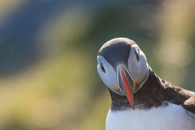 Puffin Fratercula arctica , Portrait, Round Island, Goksoyr, Norway, Europe Copyright: imageBROKER/ChristianxKosanetzky ibxkos06748296.jpg