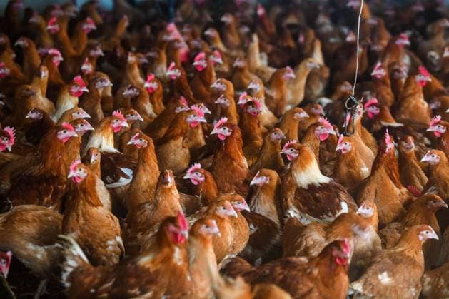 Avian flu, chickens confined to their hen house in a farm in Normandy on 2021 01 13 Avian flu, chickens confined to their hen house in the farm GAEC de la ferme du pays in Pissy Poville (Normandy, northern France) on January 13, 2021 Normandy; Upper Normandy; Seine Maritime 76 Europe; Western Europe; France  Copyright: xTesson Andia.frx 379351