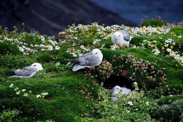 fulmar Fulmarus glacialis , cliffs, breeding sites, nests, Butt of Lewis, Isle of Lewis, Outer Hebrides, Western Isles, Hebrides, Scotland, Great Britain, Europe Copyright: imageBROKER/RolandxMarske iblrdm06747179.jpg