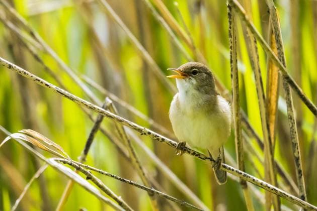 Teichrohrsänger (Acrocephalus scirpaceus) auf Schilfhalm sitzend, singend, Hessen, Deutschland, Europa *** Reed Warbler Acrocephalus scirpaceus sitting on reed stalk, singing, Hesse, Germany, Europe Copyright: imageBROKER WilfriedxMartin ibxwma06756279.jpg