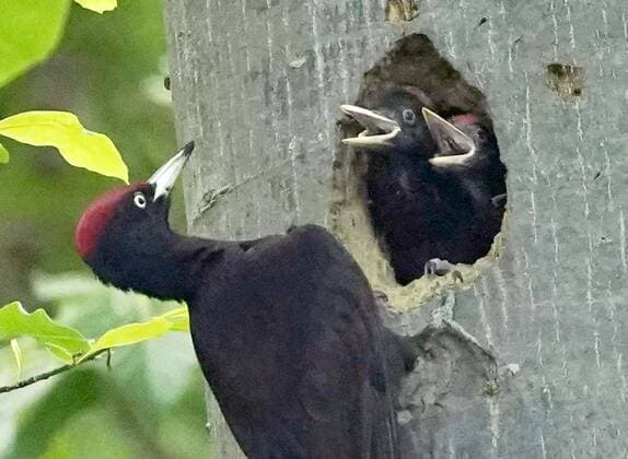 Black woodpecker in northern Japan forest A black woodpecker feeds chicks at a nest created on a tree in a forest in Sapporo, northern Japan, on June 7, 2021. 