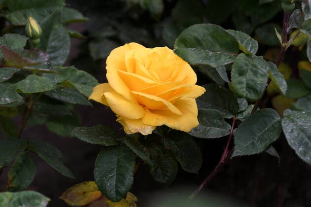 Copenhagen, Denmark. 07 June 2021, Rose in various colour and rose plants in small home garden in Kastrup Copenhagen. (Photo..Francis Joseph Dean Dean Pictures)