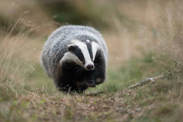 auf Augenhöhe... Europäischer Dachs * Meles meles * läuft direkt auf die Kamera zu, lustiges Bild aus besonders niedriger Aufnahmeperspektive *** European Badger ( Meles meles ), adult animal, walking along a typical badger s path, comes closer, frontal shot, Europe. Nordrhein-Westfalen Deutschland, Westeuropa