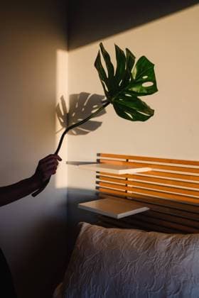 IMAGO Creative: 2021 Favoriten IMAGO Creative: Clickbait, Deko Ideen f?r Zuhause anonymous woman holding a palm tree leaf and playing with the light getting into the room Copyright: xCarlaxGomezx Model Released