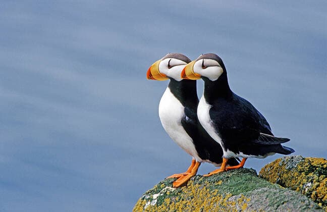 Puffin Fratercula corniculata , Round Island Bering Sea, Alaska McPSBA McPSBA
