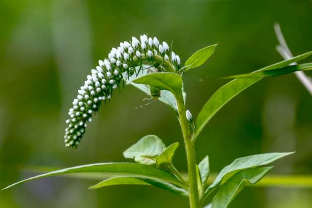 South Korea Nature In this photo taken date is June 7, 2021 Lysimachia clethroides near wetland in Sangju, South Korea. Sang Ju-City GYEONGBUK South Korea ryu-southkor210607_npy2S  Copyright: xSeung-ilxRyux