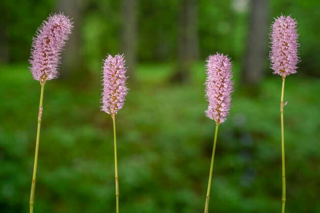 Schlangenknoeterich, Schlangen-Knoeterich, Wiesenknoeterich, Wiesen-Knoeterich (Polygonum bistorta, Bistorta officinalis, Bistorta major, Persicaria bistorta), vier Bluetenstaende, Deutschland, Bayern Common bistort, Meadow bistort (Polygonum bistorta, Bistorta officinalis, Bistorta major, Persicaria bistorta), four inflorescences, Germany, Bavaria BLWS643658 *** Snake knotweed, Snake knotweed, Meadow knotweed, Meadow knotweed Polygonum bistorta, Bistorta officinalis, Bistorta major, Persicaria bistorta , four inflorescences, Germany, Bavaria Common bistort, Meadow bistort Polygonum bistorta, Bistorta officinalis, Bistorta major, Persicaria bistorta , four inflorescences, Germany, Bavaria BLWS643658 Copyright: xblickwinkel S.xDerderx