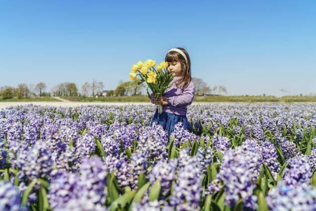 Little girl holding yellow tulips on hyacinth field Amsterdam, NH, Netherlands CR_DIRA210614A-734538-01 ,model released, Symbolfoto