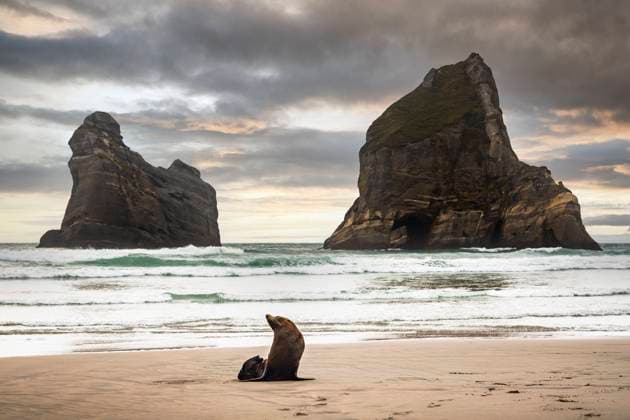 New Zealand, South Island, Majestic rock formations in Golden Bay with seal at sandy Wharariki Beach WVF01906