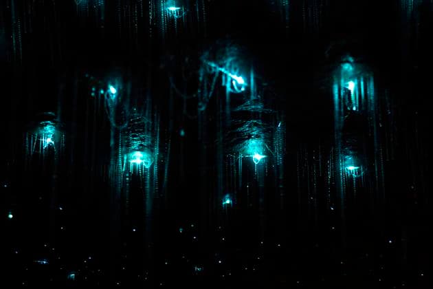 IMAGO Nature: Unsere Erde, Lichtverschmutzung in den Nächten bedroht Glühwürmchen-Populationen Glowworms illuminating dark cave in Kahurangi National Park WVF01969