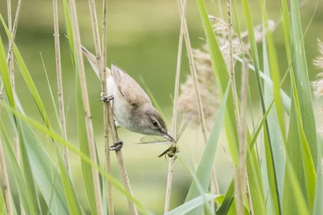 Teichrohrsänger (Acrocephalus scirpaceus) mit erbeuteter Libelle im Schnabel, Hessen, Deutschland, Europa *** Reed warbler Acrocephalus scirpaceus with captured dragonfly in its beak, Hesse, Germany, Europe Copyright: imageBROKER WilfriedxMartin ibxwma06947298.jpg