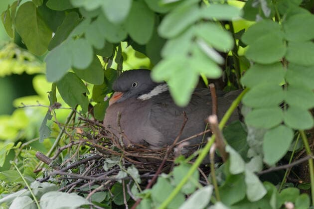 Wood Pigeon ( Columba palumbus ) nesting, breeding, sitting on eggs, hatching, hidden in a tree, very careful and secretive, wildlife, Europe. Nordrhein-Westfalen Deutschland, Westeuropa