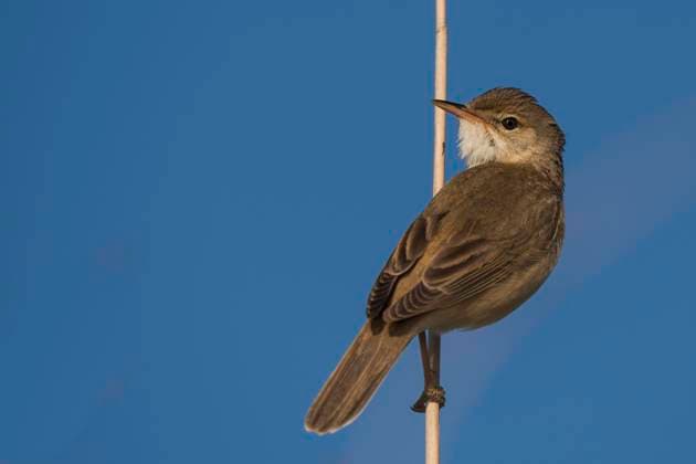Teichrohrsänger (Acrocephalus scirpaceus), Ostfriesland, Deutschand *** Reed-Warbler Acrocephalus scirpaceus , East Frisia, Germany Copyright: imageBROKER MichaelxSchroeder ibxjec06953304.jpg
