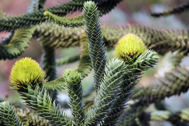 IMAGO Nature: Unsere Erde: Pflanzenwelt: Bedrohte Arten Chilenische Schmucktanne, Chilenische Araukarie, Araukarie, Anden-Tanne (Araucaria araucana), mit Bluetenstaenden Chilean pine (Araucaria araucana), with cones BLWS638805 *** Chilean fir Araucaria araucana , with cones Chilean pine Araucaria araucana , with cones BLWS638805 Copyright: xblickwinkel M.xHenningx