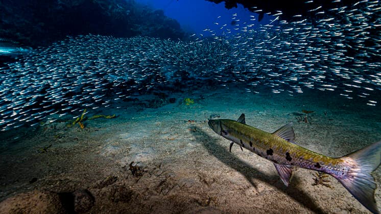 Great barracuda (Sphyraena barracuda) with silversides, herrings and anchovies, Cuba. Copyright: BrucexShafer StocktrekxImages BRU400445U