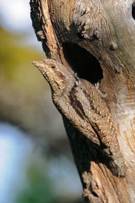 IMAGO Nature: Unsere Erde, Tiere, Tierische Meister der Tarnung sichernd vor der Bruthöhle... Wendehals ( Jynx torquilla ), seltene heimische, eher untypische Spechtart, Lebensraum sind z.B. Streuobstwiesen mit altem Baumbestand *** Eurasian Wryneck ( Jynx torquilla ) in front of its nesting hole, watching back over its shoulder for safety, typical pose, wildlife, Europe. Nordrhein-Westfalen Deutschland, Westeuropa