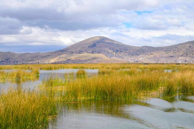  Schilfbewuchs im See, Titicacasee, Provinz Puno, Peru, Südamerika *** Reed growth in lake, Lake Titicaca, Puno Province, Peru, South America Copyright: imageBROKER/PeterxGiovannini ibxgiv06955887.jpg