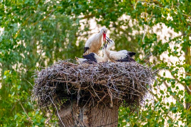 Storks Storchenfamilie beim Füttern der Jungen im Nest, Hannover, Deutschland, 16.06.2021 Human interest Human interest Birds Nature