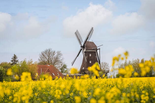 Germany, Schleswig-Holstein, Lemkenhafen Mill Museum with blooming oilseed rapes in foreground KEBF01956