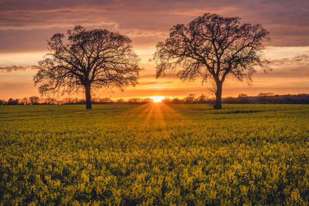 Oilseed rape field at sunset KEBF01990
