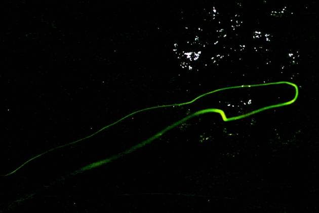 IMAGO Nature: Unsere Erde, Lichtverschmutzung in den Nächten bedroht Glühwürmchen-Populationen Licht der Leuchtkäfer BEARBEITET: Leuchtspuren von einem Leuchtkäfer, Johanniskäfer und auch Glühwürmchen genannt, in der dunklen Nacht. *** Light of the fireflies BEARING traces of a firefly, St. Johns beetle and also called glowworm, in the dark night