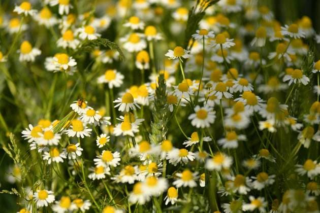 echte Kamille mit Blüte *** real camomile with flower 1093511662