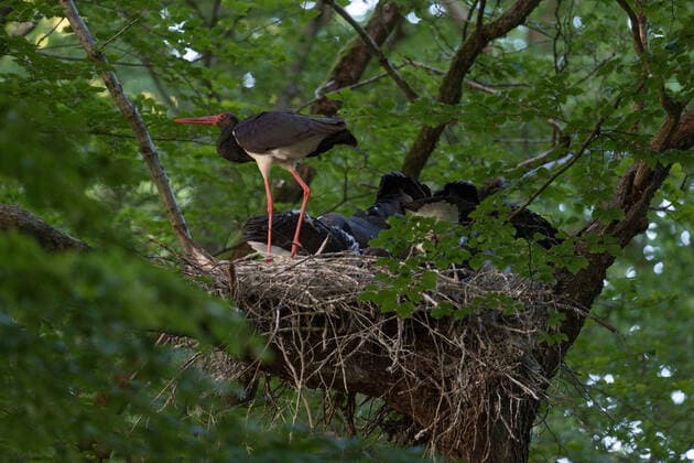 Black Stork ( Ciconia nigra ) at nest site, adult together with its chicks, eyrie in a huge old beech tree, hidden, secretly, wildlife, Europe. Deutschland, Europa