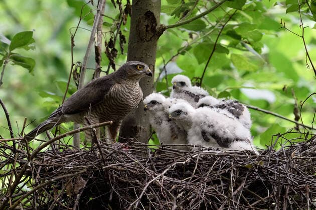 Sparrowhawk ( Accipiter nisus ), adult female with grown up chicks, moulting adolescents in nest, cute and funny, wildlife, Europe. Nordrhein-Westfalen Deutschland, Westeuropa