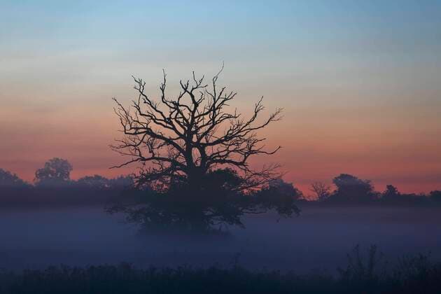  Tote Alteiche auf den Auwaldwiesen im Morgennebel, Biosphärenreservat Mittlere Elbe, LK Wittenberg, Sachsen-Anhalt, Deutschland, Europa Copyright: imageBROKER/VolkerxLautenbach iblmmv06957629.jpg