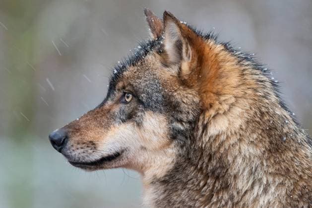 European wolf, European gray wolf, Common wolf, Common wolf Canis lupus lupus , portrait in snowfall, Germany European gray wolf Canis lupus lupus , portrait in snowfall, Germany BLWS646239 Copyright: xblickwinkel McPHOTO W.xRolfesx