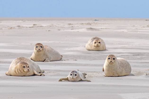 Creative Highlights World Seehund, See-Hund (Phoca vitulina), Fuenf Seehunde auf Sandbank im Wattenmeer, Deutschland, Schleswig-Holstein, Schleswig-Holsteinisches Wattenmeer Nationalpark, Pellworm harbor seal, common seal (Phoca vitulina), five harbor seals on a sandbank in the wadden sea, Germany, Schleswig-Holstein, Schleswig-Holstein Wadden Sea National Park, Pellworm BLWS646247 *** Common seal Phoca vitulina , Five harbor seals on a sandbank in the wadden sea, Germany, Schleswig Holstein, Schleswig Holstein Wadden Sea National Park, Pellworm harbor seal, common seal Phoca vitulina , Five harbor seals on a sandbank in the wadden sea, Germany, Schleswig Holstein, Schleswig Holstein Wadden Sea National Park, Pellworm BLWS646247 Copyright: xblickwinkel McPHOTO W.xRolfesx