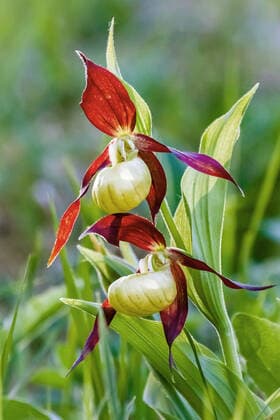 IMAGO Nature: Unsere Erde, Pflanzen, Seltene Pflanzen Europaeischer Frauenschuh, Gelber Frauenschuh, Gelb-Frauenschuh, Gelbfrauenschuh, Marienfrauenschuh, Marien-Frauenschuh (Cypripedium calceolus), zwei Blueten, Deutschland Lady s slipper orchid (Cypripedium calceolus), two flowers, Germany BLWS646419 *** European ladys slipper, Yellow ladys slipper, Yellow ladys slipper, Ladys slipper, Ladys ladys slipper Cypripedium calceolus , two flowers, Germany Ladys slipper orchid Cypripedium calceolus , two flowers, Germany BLWS646419 Copyright: xblickwinkel McPHOTO J.xWebelerx