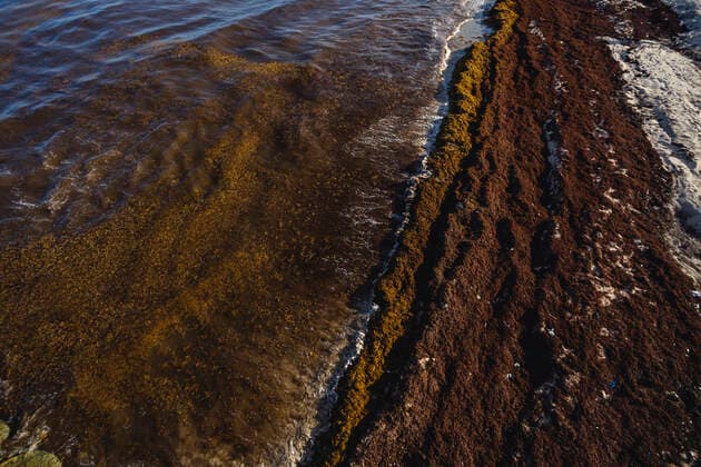 Sargassum Contaminates the Beaches of the Mexican Caribbean PLAYA DEL CARMEN, MEXICO - JULY 4: Aerial view of sargassum accumulated in the tourist area of the Fundadores Park beach in Playa del Carmen. The arrival of sargassum that has contaminated the coasts of the Mexican Caribbean has caused great losses for the tourism industry in the state of Quintana Roo. On July 4, 2021 in Playa Del Carmen, Mexico. Copyright: xNataliaxPescadorx EYEPIXGROUP_NP_04072021_9975