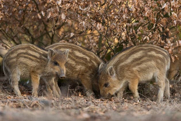 IMAGO Nature: Unsere Erde, Tiere, Tierische Meister der Tarnung einer versteckt sich... Wildschwein ( Sus scrofa ), junge Wildschweine, gestreift Frischlinge, Nachwuchs bei den Wiildschweinen im Laubwald, Serie Tierkinder *** Scrambling shoats of Wild Boar ( Sus scrofa ) searching for food under a beech bush. Nordrhein-Westfalen Deutschland, Westeuropa