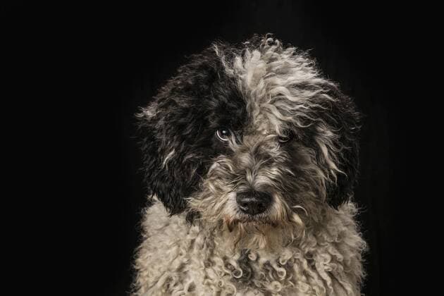 Portrait cute black and white dog on black background Germany Mecklenburg-Vorpommern Wiendorf  Copyright: JuliaxChriste fStopImages1978007