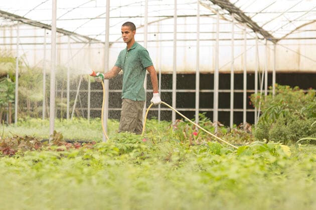 Worker watering plants at greenhouse.  Copyright: xShyxAlxBritanni arabianEyex APRF19491