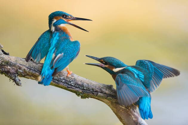 Creative Highlights World Generationskonflikte... Eisvogel ( Alcedo atthis ), zwei Eisvögel im Streit, Jungvogel rechts bettelt Altvogel links um Futter an. Altvogel zeigt dominantes Verhalten, will flüggen Jungvogel aus seinem Revier vertreiben *** Common Kingfisher ( Alcedo atthis ), two Kingfishers, fledgling begging to an adult for food. Old male shows territorial behaviour, chasing fledling out of its territory, wildlife, Europe. Nordrhein-Westfalen Deutschland, Westeuropa