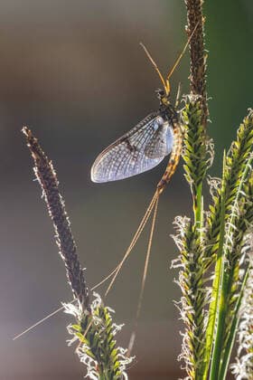 Creative Highlights World Gemeine Eintagsfliege, Braune Maifliege (Ephemera vulgata), Imago, Maennchen, Deutschland, Bayern, Chiemsee Common mayfly (Ephemera vulgata), Imago, male, Germany, Bavaria, Lake Chiemsee BLWS646511 *** Common mayfly Ephemera vulgata , Imago, male, Germany, Bavaria, Lake Chiemsee Common mayfly Ephemera vulgata , Imago, male, Germany, Bavaria, Lake Chiemsee BLWS646511 Copyright: xblickwinkel A.xHartlx